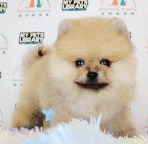 Pomeranian