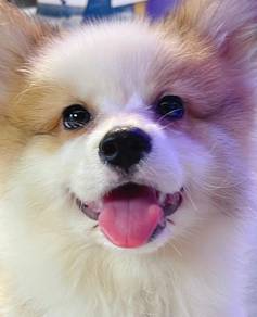 Welsh Corgi