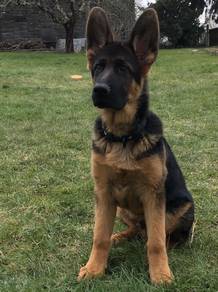 HKK303 7 months old German Shepherd #MKA