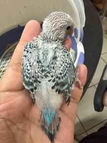 Burung budgie jinak