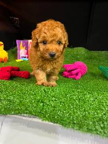 Toy Poodle female