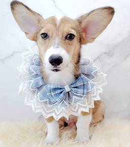 Corgi