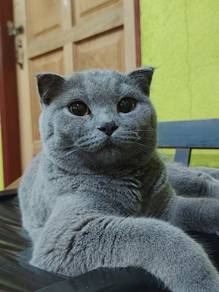 british shorthair