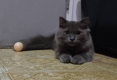 Munchkin