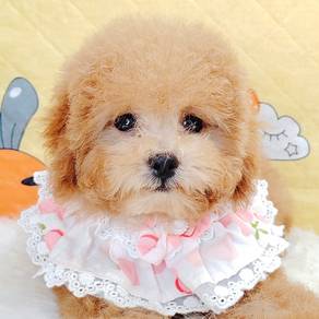Poodle
