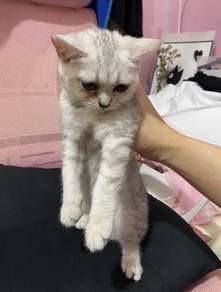 bsh silver shaded