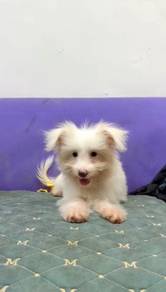 pom mix bichon