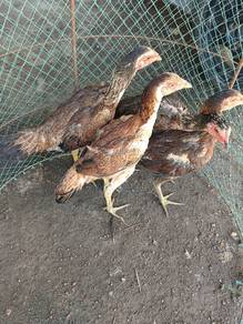 ayam