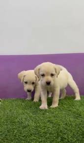 Labrador puppies mka and microchip