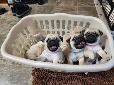 pug puppies 11