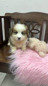 柯基男 长毛
Corgi
Male 