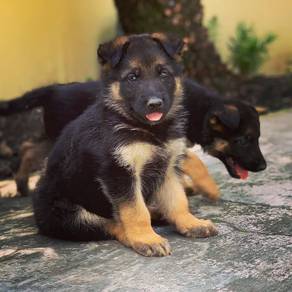 german shepherd 