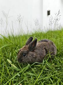 Netherland Dwarf