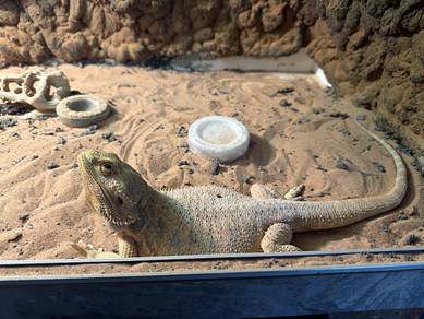 bearded dragon