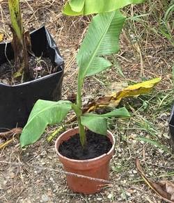 Anak Pokok Pisang Emas 