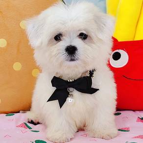 Maltese