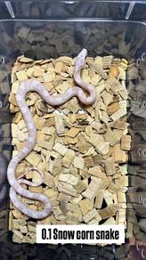 snow corn snake  offer!!