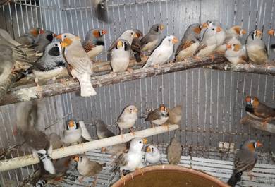 Burung zebra finch #pipitkudabelang