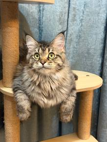 Maine coon mix