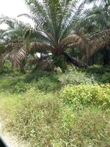 Agricultural Land in Kuantan, PHG
