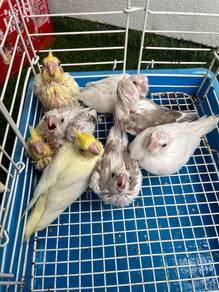 burung cockatiel comel bird