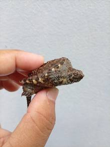 Florida Snapping Turtle