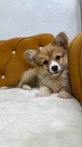 Long-hair Corgi