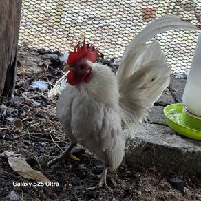 ayam serama sepasang