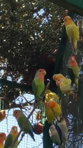 Hand Feed Love Bird
