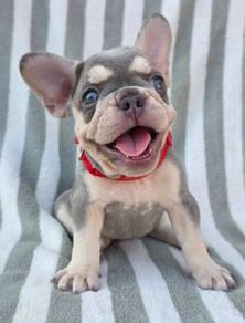 FRENCH BULLDOG PUPPIES FB323🌻Cute Puppy Available