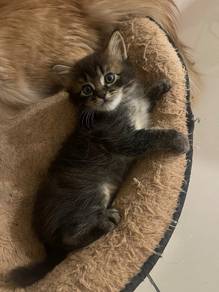 Kitten