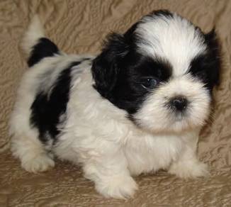 Squishable Shihpoo Cute Teddy Face Puppy Baby Pupp