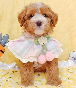 Maltipoo