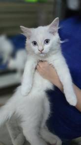 Mix Breed Kitten/Cat