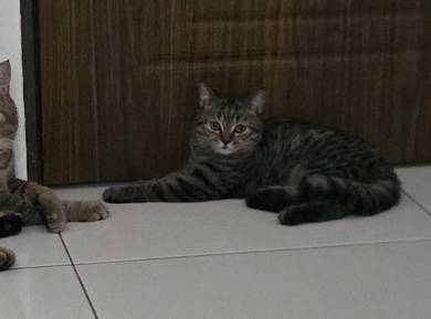 Scottish Fold mix BSH