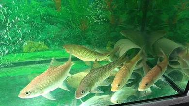 Ikan Untuk Di Letgo