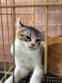 Mix American Curl