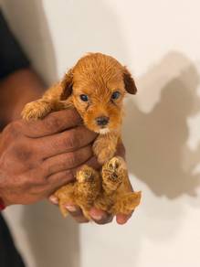 Poodle