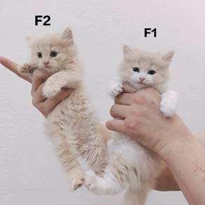 kitten kucing 
