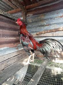 ayam batang kaki