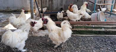 Ayam Sutera 3 warna