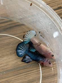 Ikan laga pair