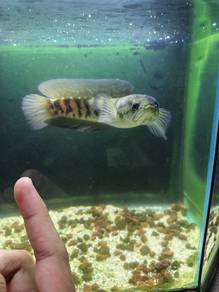 Channa asiatica white spot 5 inchi