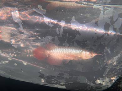 Super red arowana