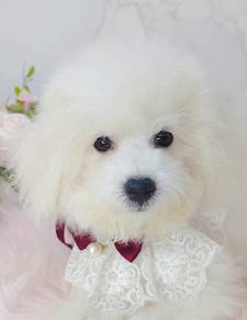 Bichon Frise