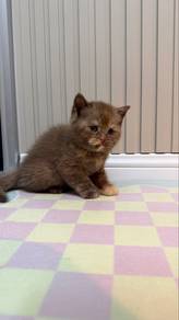 Cinnamon Tortie Kitten