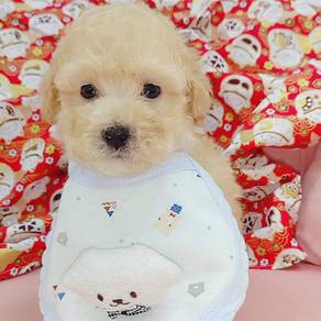 Poodle