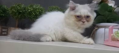 Pure BSH kitten Male 2 color