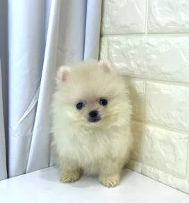 J0415 Pomeranian Marshmallow Puppy