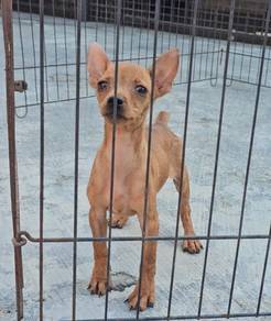 Miniature Pinscher